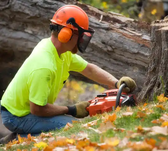 tree services Osseo